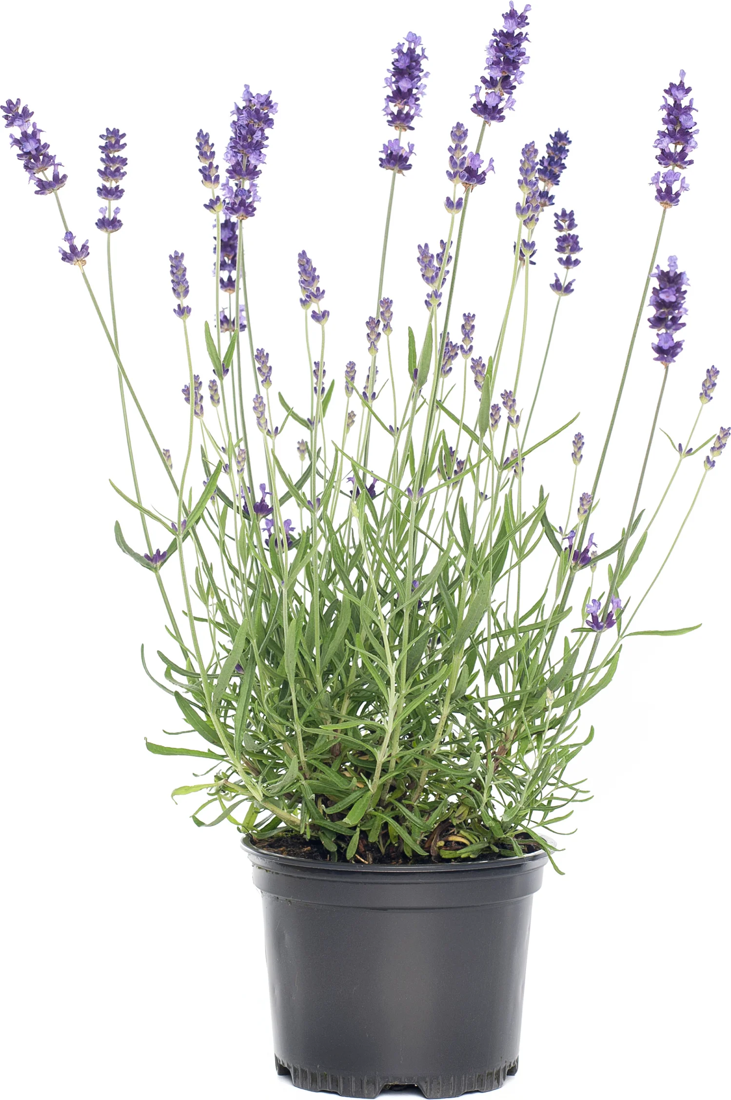 Biologische Lavendel (Lavandula x intermedia 'Vera') D 13 H 20 cm