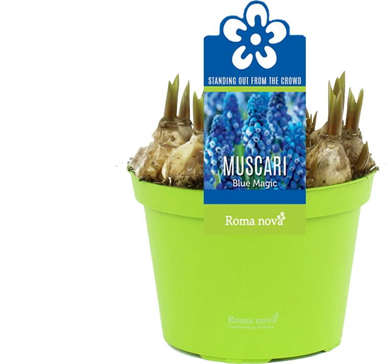 Blauw druifje (Muscari 'Blue Magic') D 12 H 12 cm