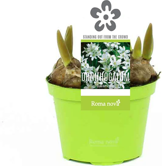 Breedbladige vogelmelk (Ornithogalum balansae) D 9 H 11 cm