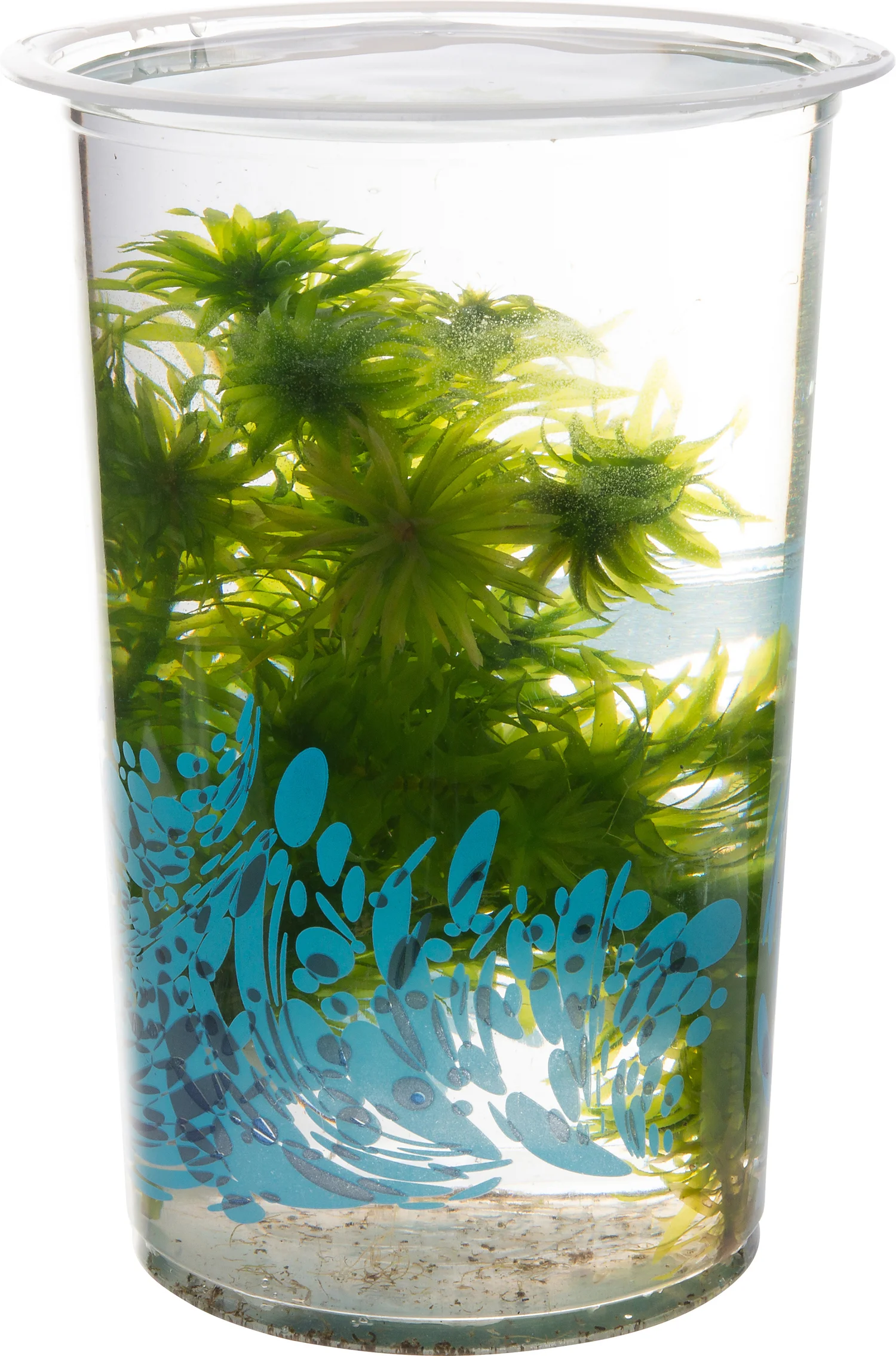 Braziliaanse waterpest (Elodea densa) D 12 H 20 cm