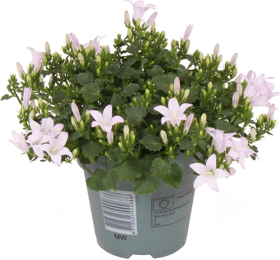 Dalmatiëklokje (Campanula portenschlagiana 'Ambella White') D 10,5 H 22 cm