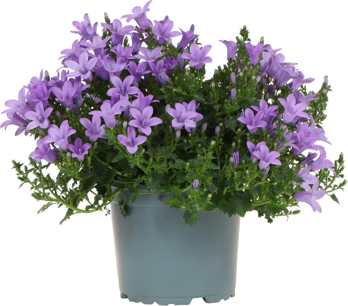 Dalmatiëklokje (Campanula portenschlagiana 'Ambella Lavender') D 12 H 25 cm