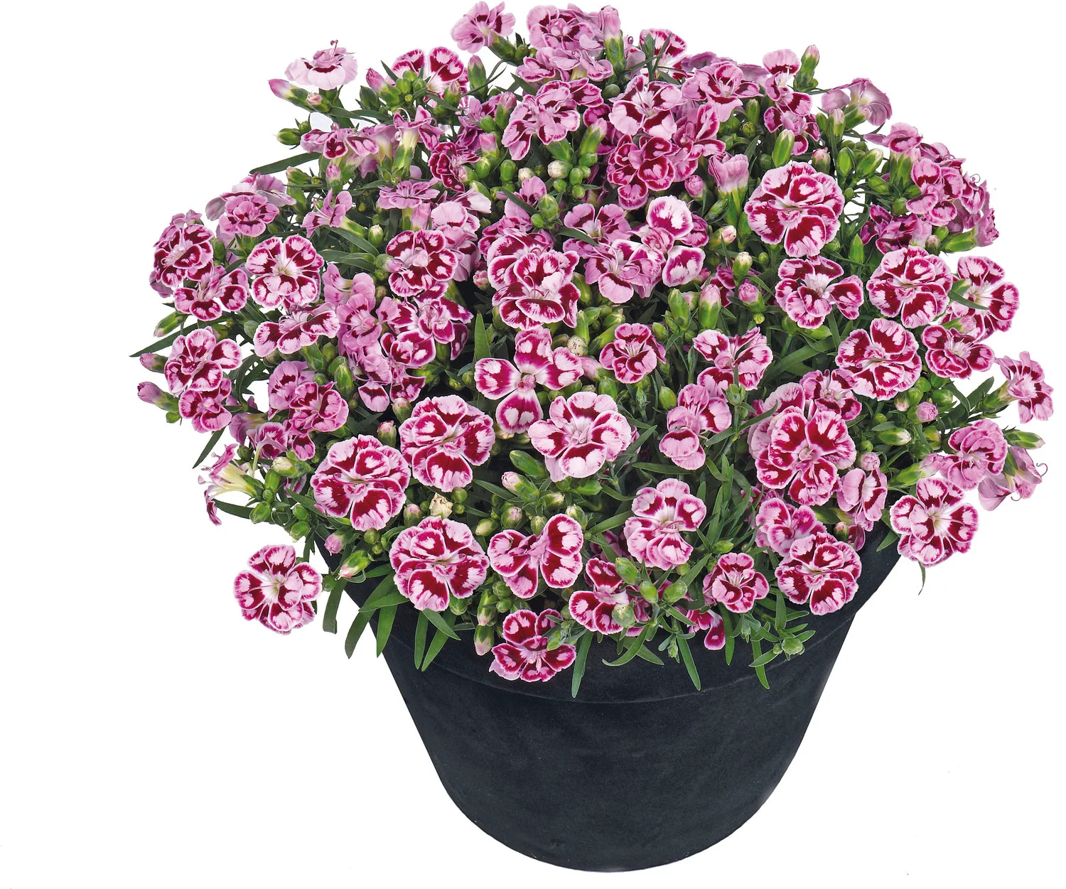 Anjer (Dianthus 'Pink Kisses') D 17 H 25 cm
