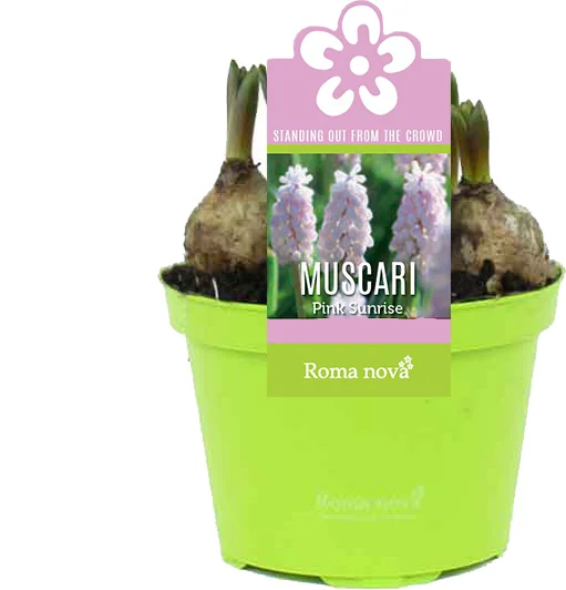 Blauw druifje (Muscari 'Pink Sunrise') D 9 H 10 cm