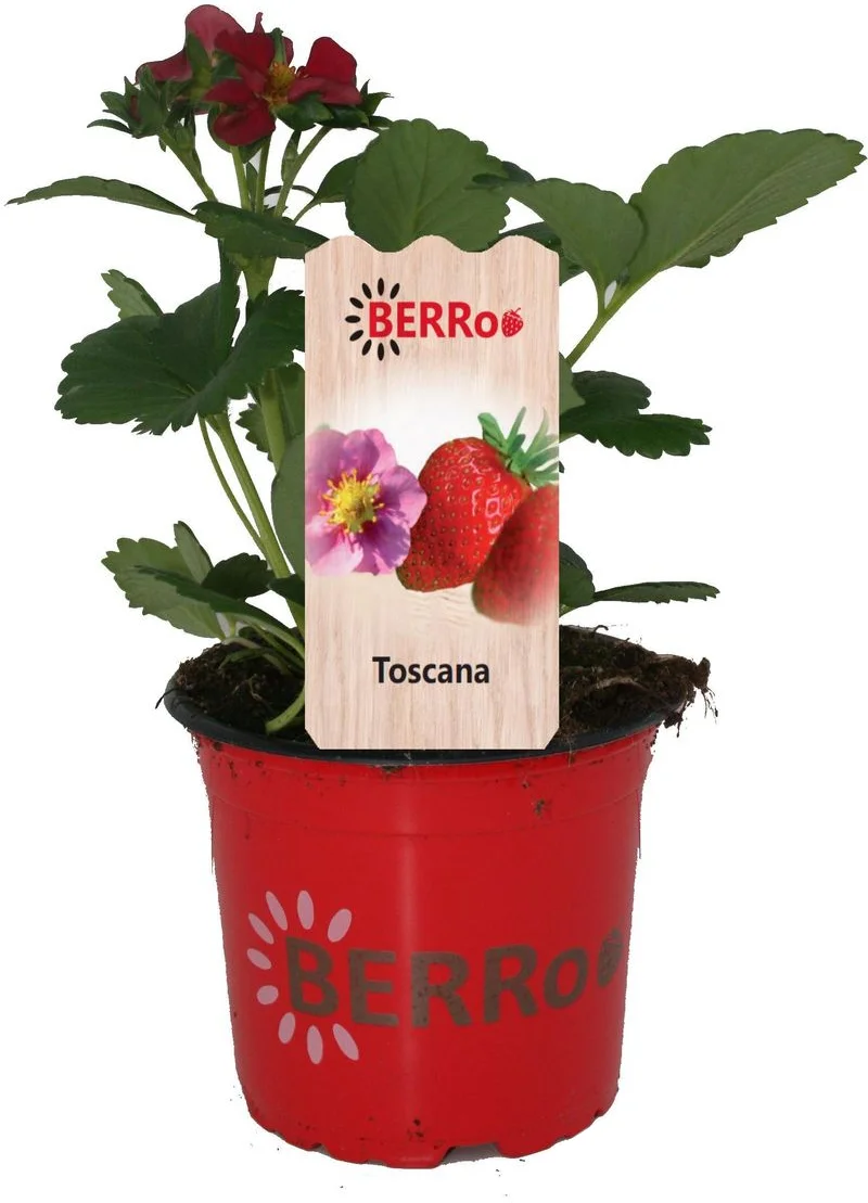 Aardbei (Fragaria x ananassa 'Toscana') D 12 H 25 cm