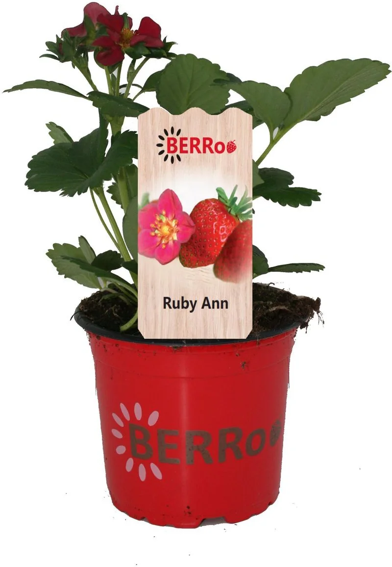 Aardbei (Fragaria x ananassa 'Ruby Ann') D 12 H 25 cm