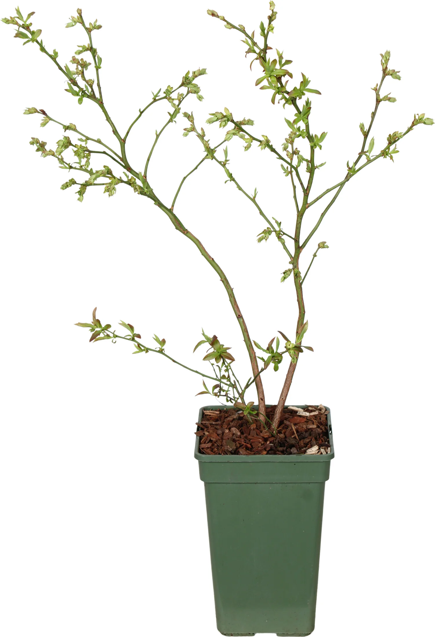 Blauwe bes (Vaccinium corymbosum 'Blue Dessert') D 19 H 50 cm