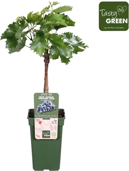 Biologische Blauwe druif (Vitis 'Muscat Blue') D 19 H 50 cm