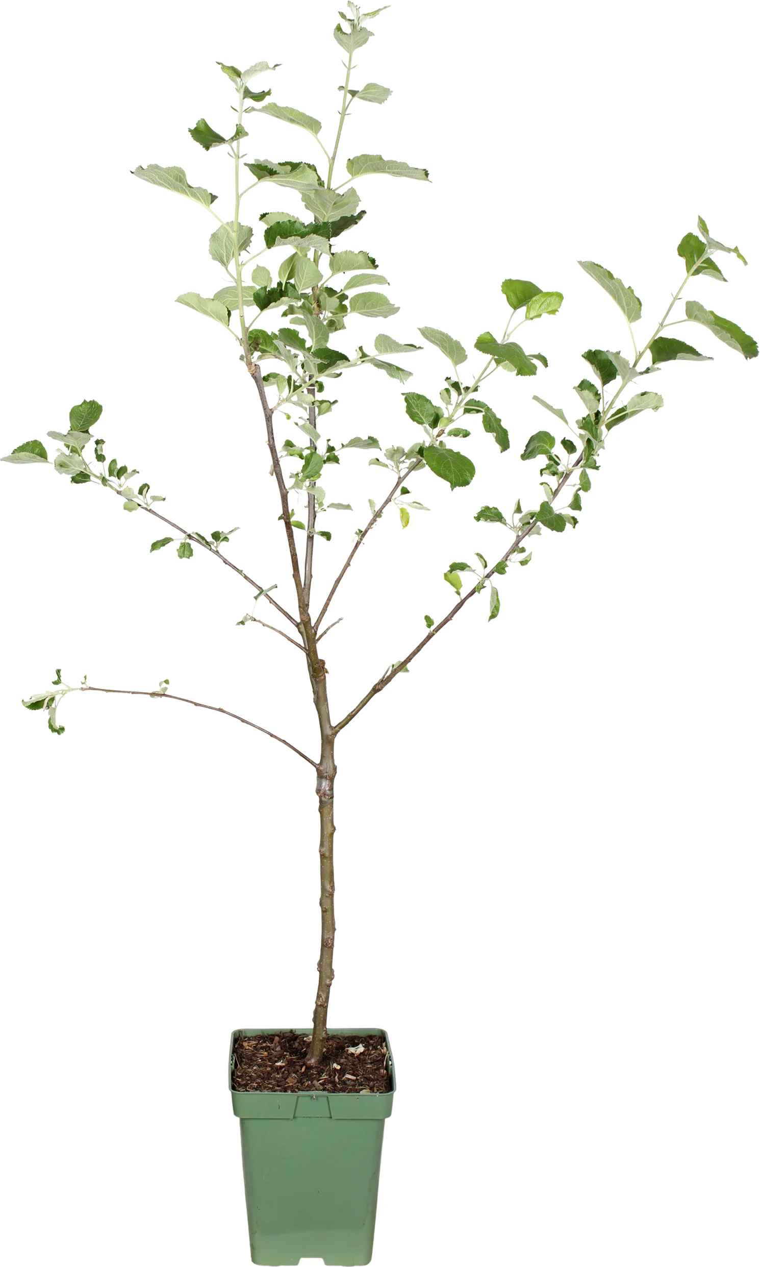Biologische Appel (Malus domestica 'Rode Boskoop') D 23 H 100 cm