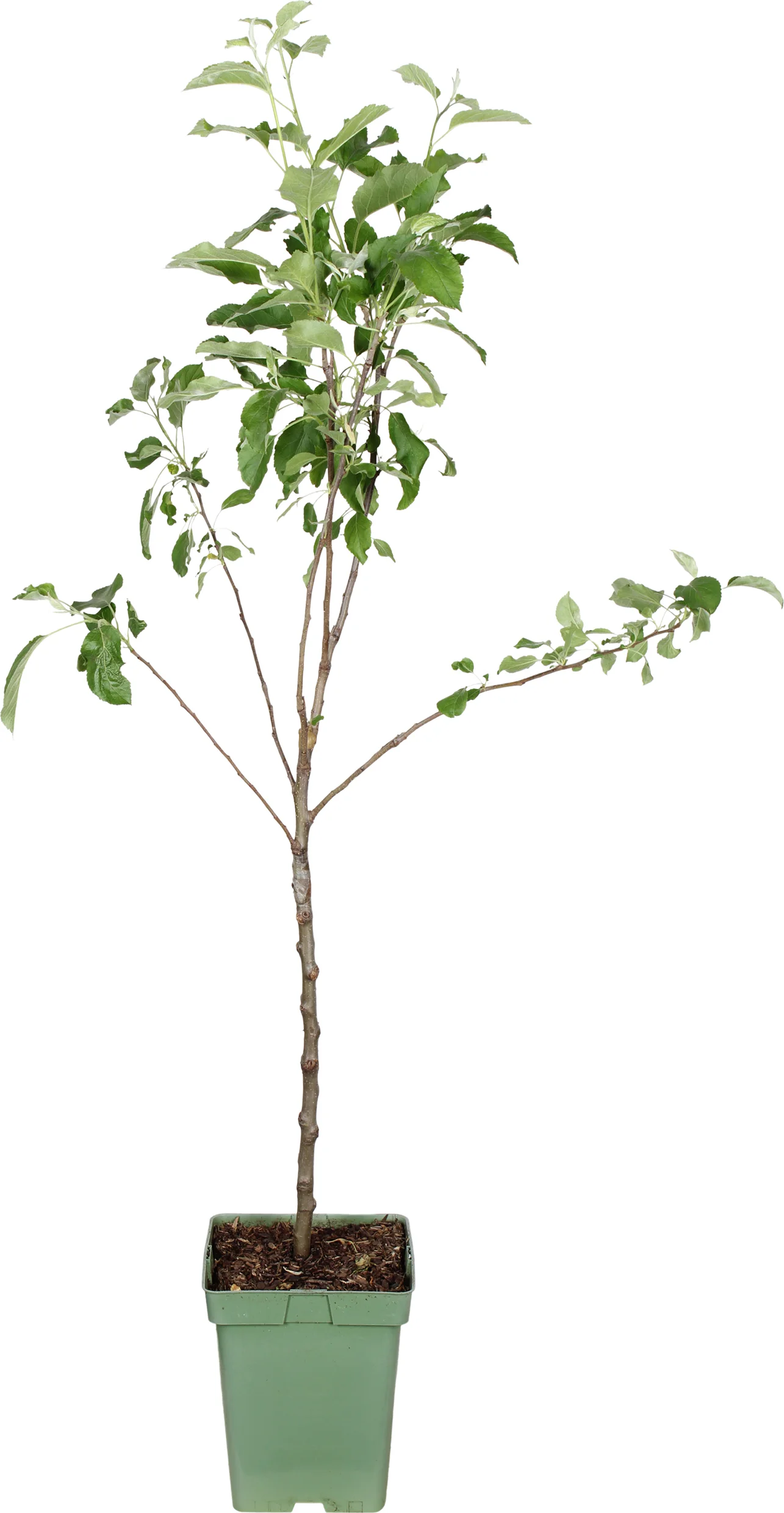 Biologische Appel (Malus domestica 'Jonagold') D 23 H 100 cm