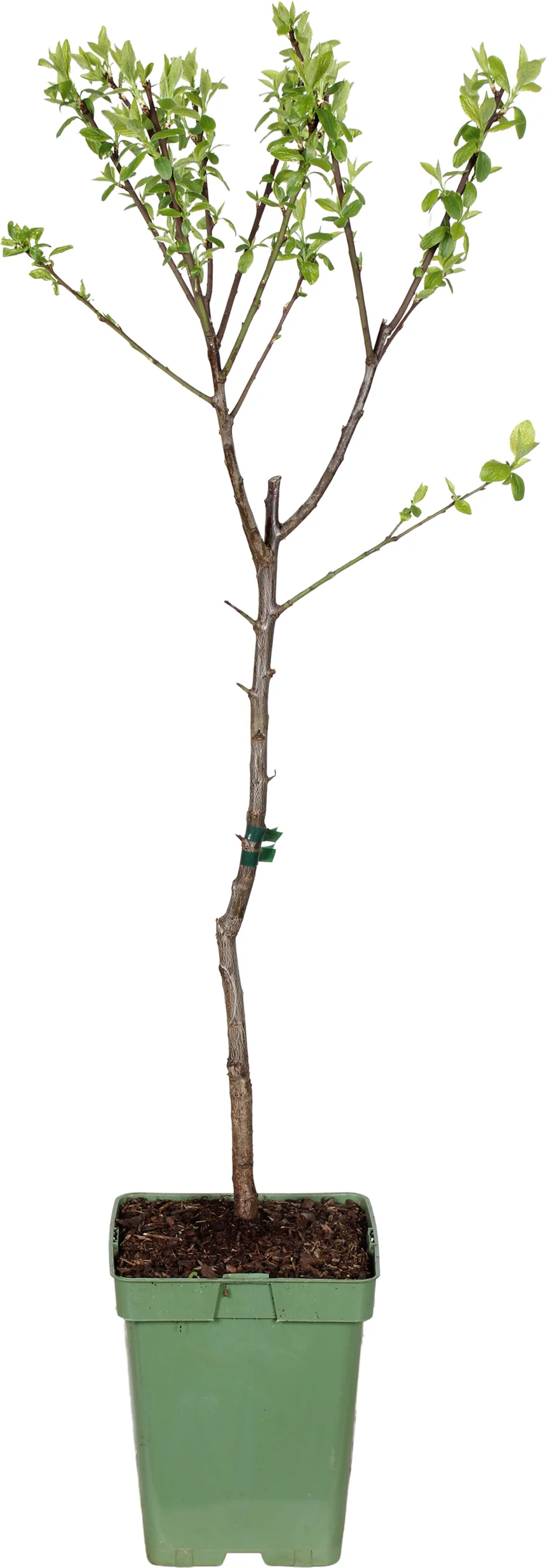 Biologische Pruim (Prunus domestica 'Hauszwetsche') D 23 H 100 cm