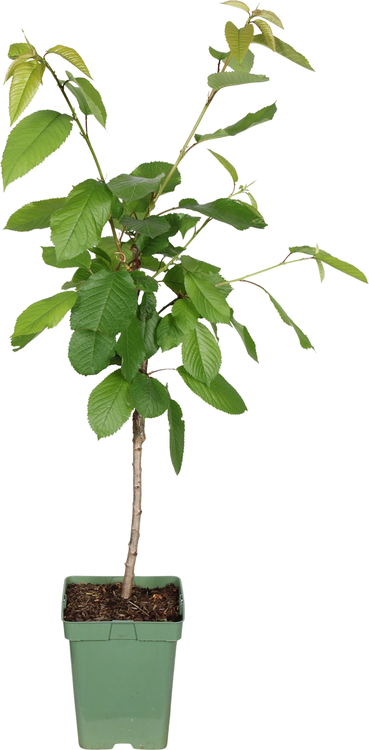 Biologische Kers (Prunus avium 'Regina') D 23 H 100 cm