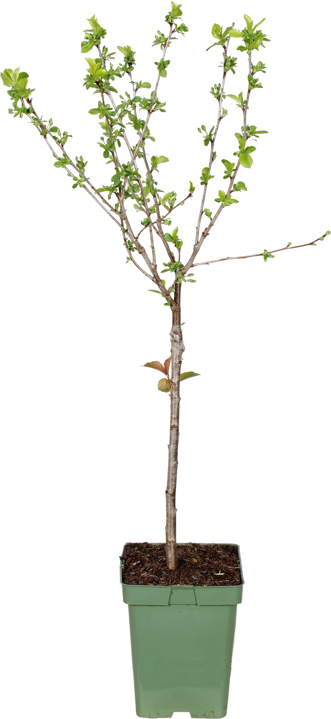 Biologische Kers (Prunus cerasus 'Morellenfeuer' ) D 23 H 100 cm