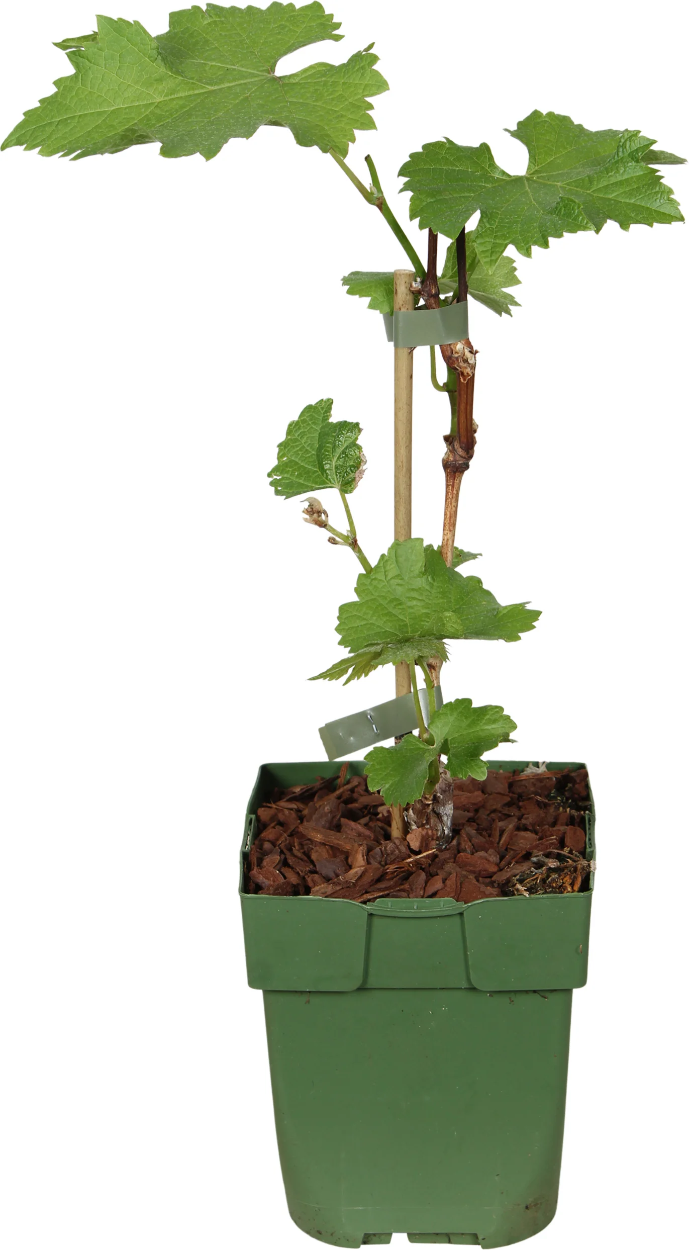 Blauwe druif (Vitis 'Boskoop Glory') D 13 H 45 cm