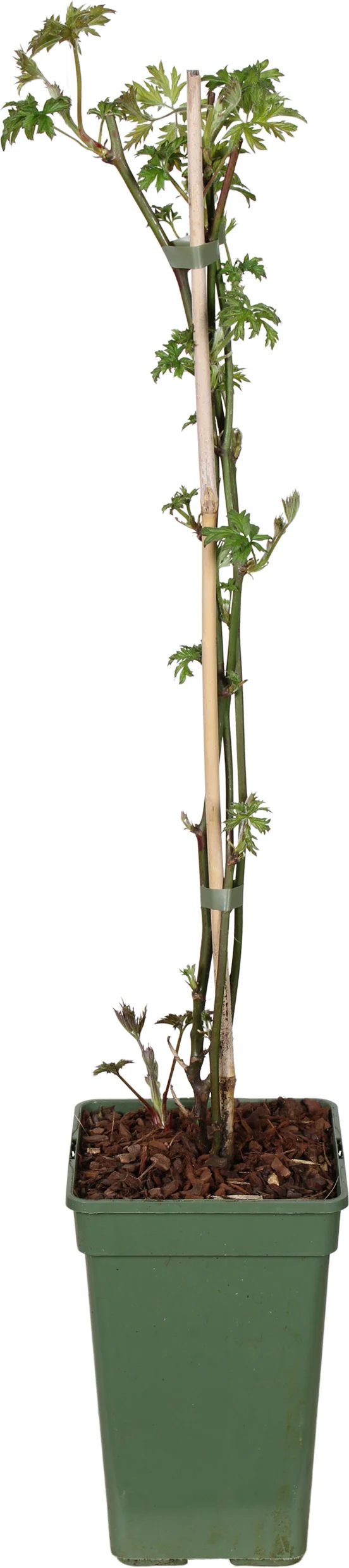 Biologische Doornloze braam (Rubus frut. 'Oregon Thornless') D 19 H 70 cm