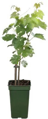 Biologische Blauwe druif (Vitis vin. 'Dornfelder') D 19 H 50 cm