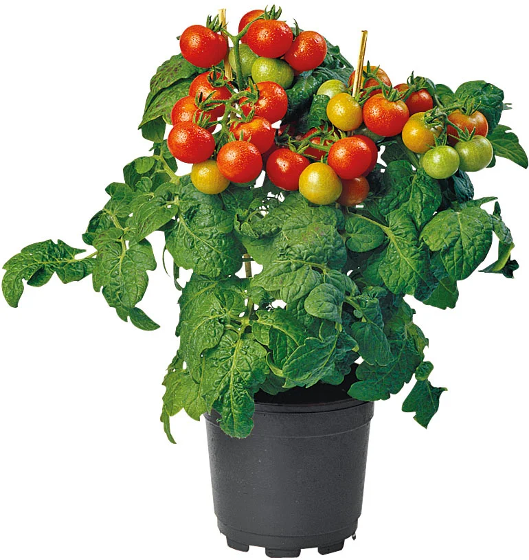 Biologische kerstomaat (Solanum lycopersicum) D 14 H 40 cm