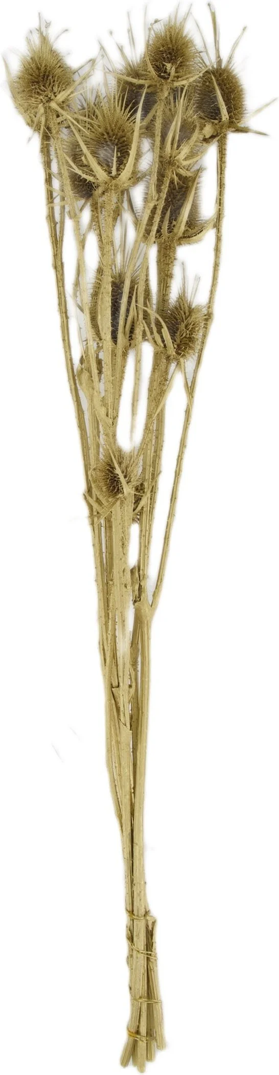Dijk Natural Collections droogbloemen Anissa distel goud 60 x 22 x 12 cm