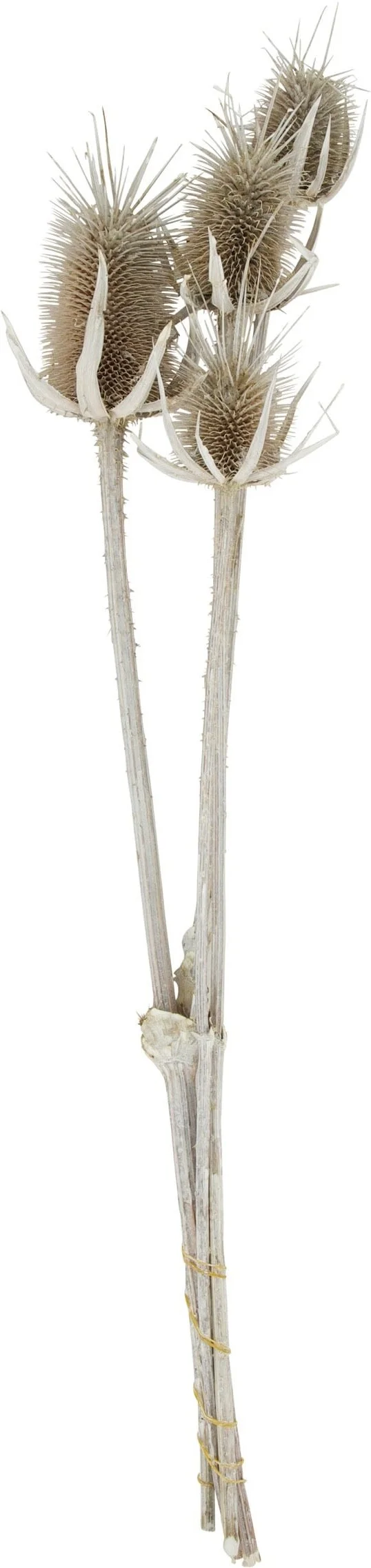 Dijk Natural Collections droogbloemen Anissa distel naturel 50 x 10 x 5 cm