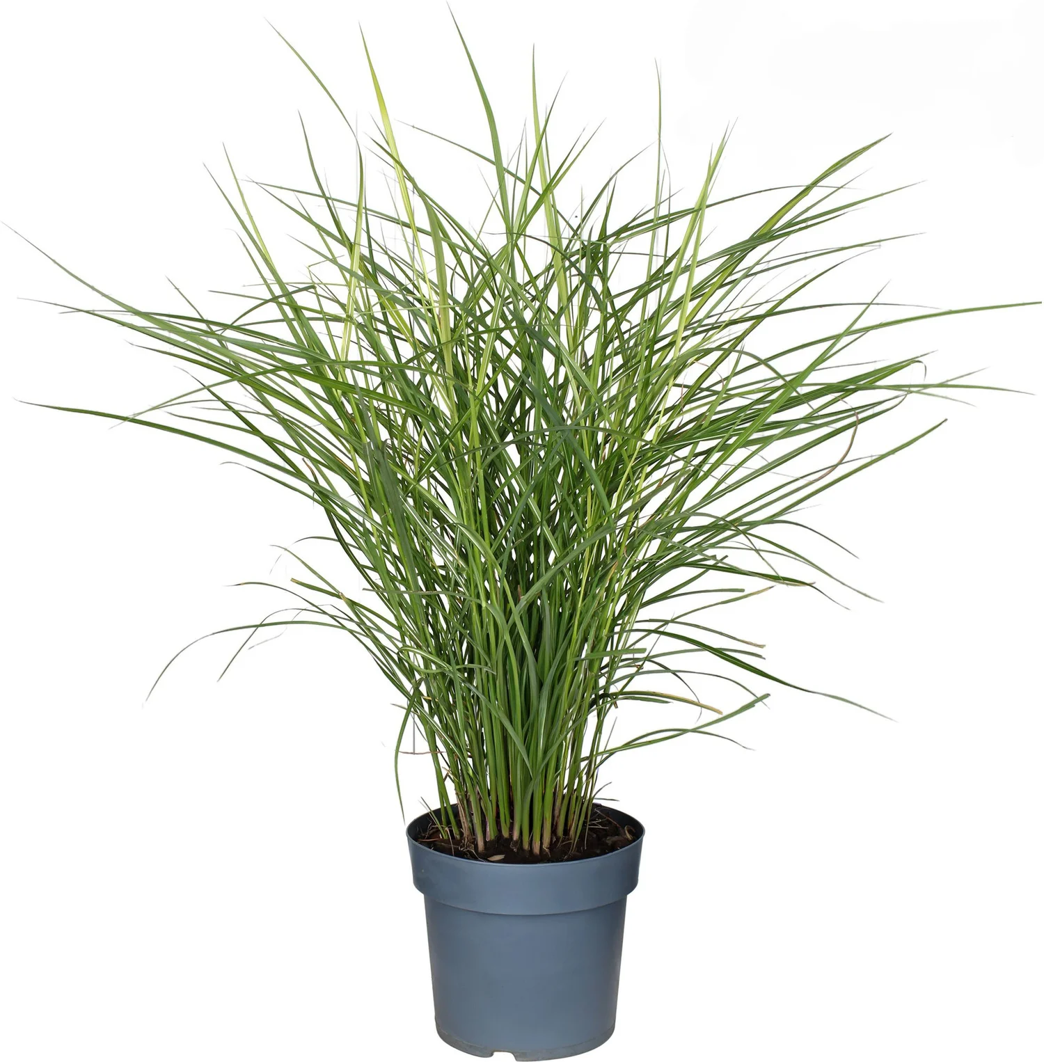 Chinees Riet (Miscanthus sinensis 'Ferner Osten') D 23 H 70 cm