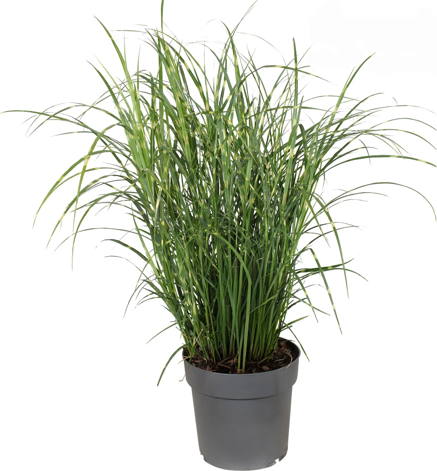 Chinees Riet (Miscanthus sinensis 'Strictus Dwarf') D 23 H 70 cm