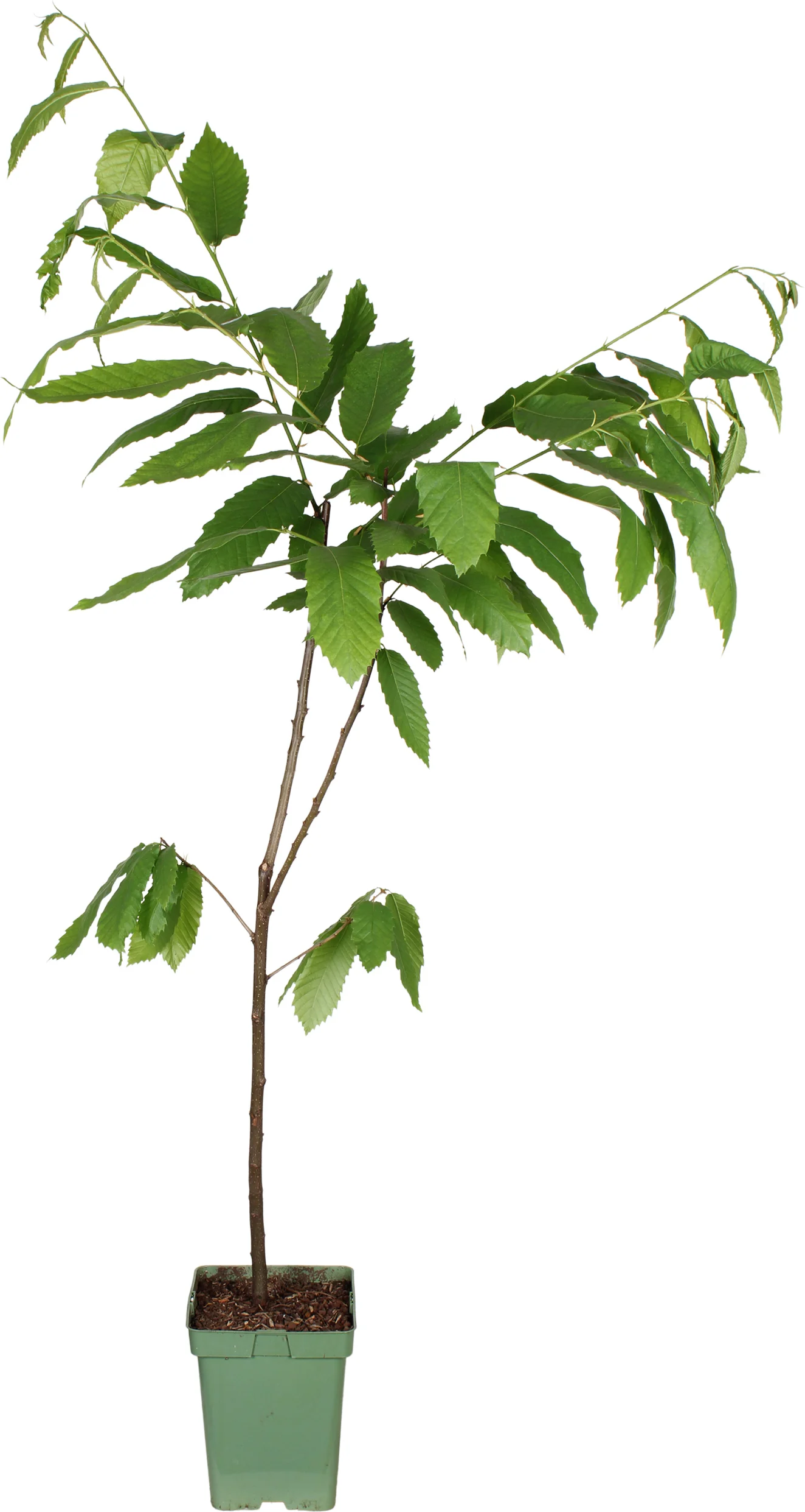 Biologische Tamme kastanje (Castanea sativa) D 23 H 100 cm