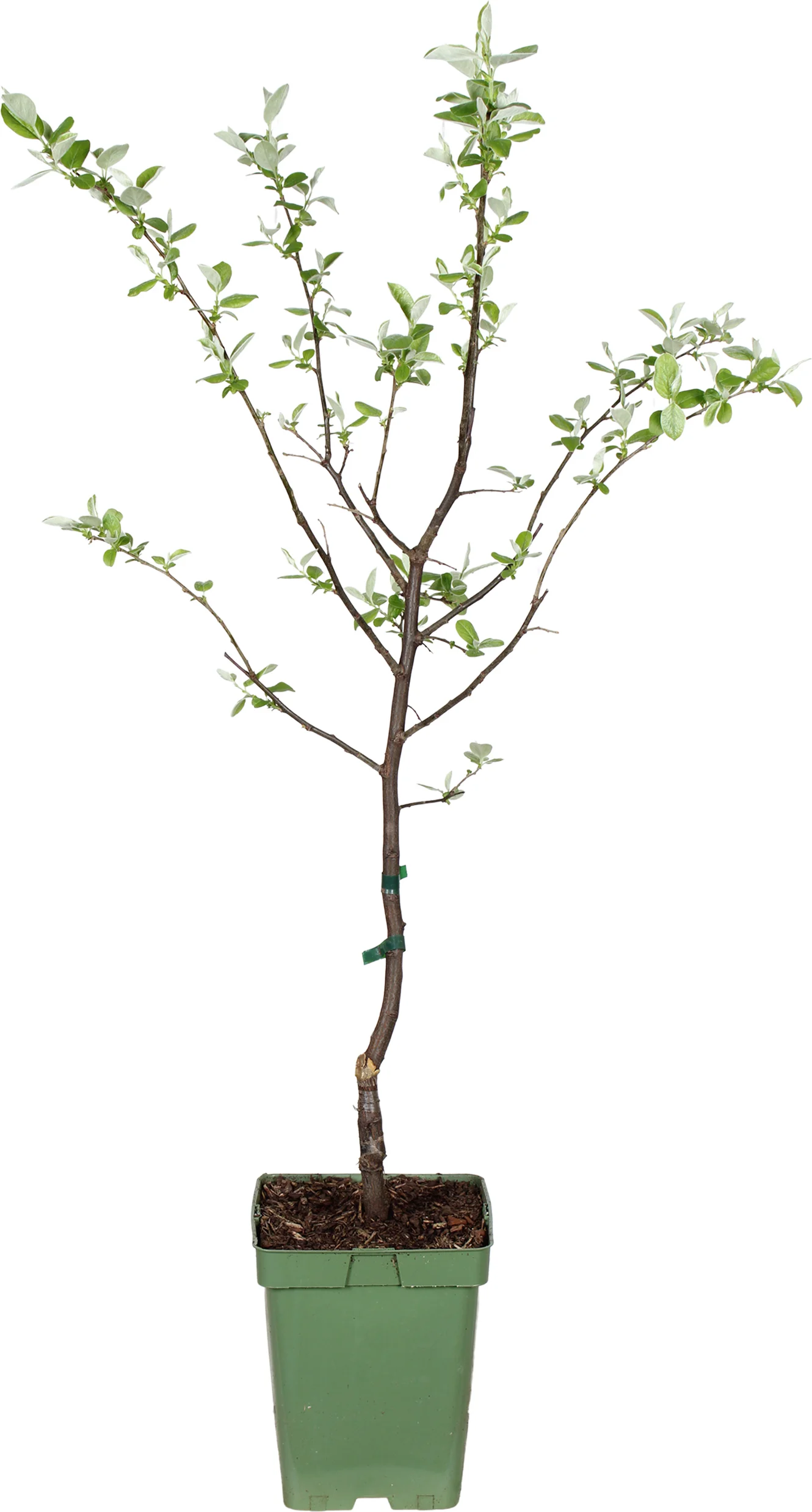 Biologische Kweepeer (Cydonia obl. 'Leskovacks' ) D 23 H 100 cm