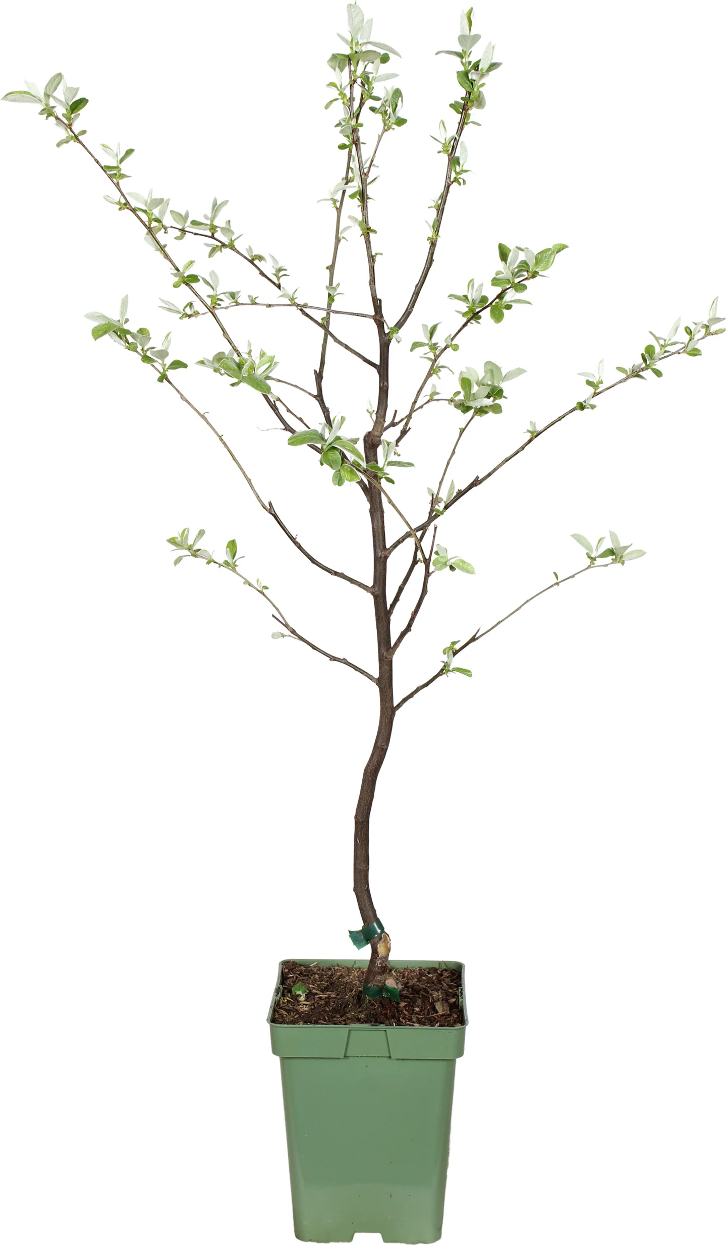 Biologische Kweepeer (Cydonia obl. 'Vranja') D 23 H 100 cm