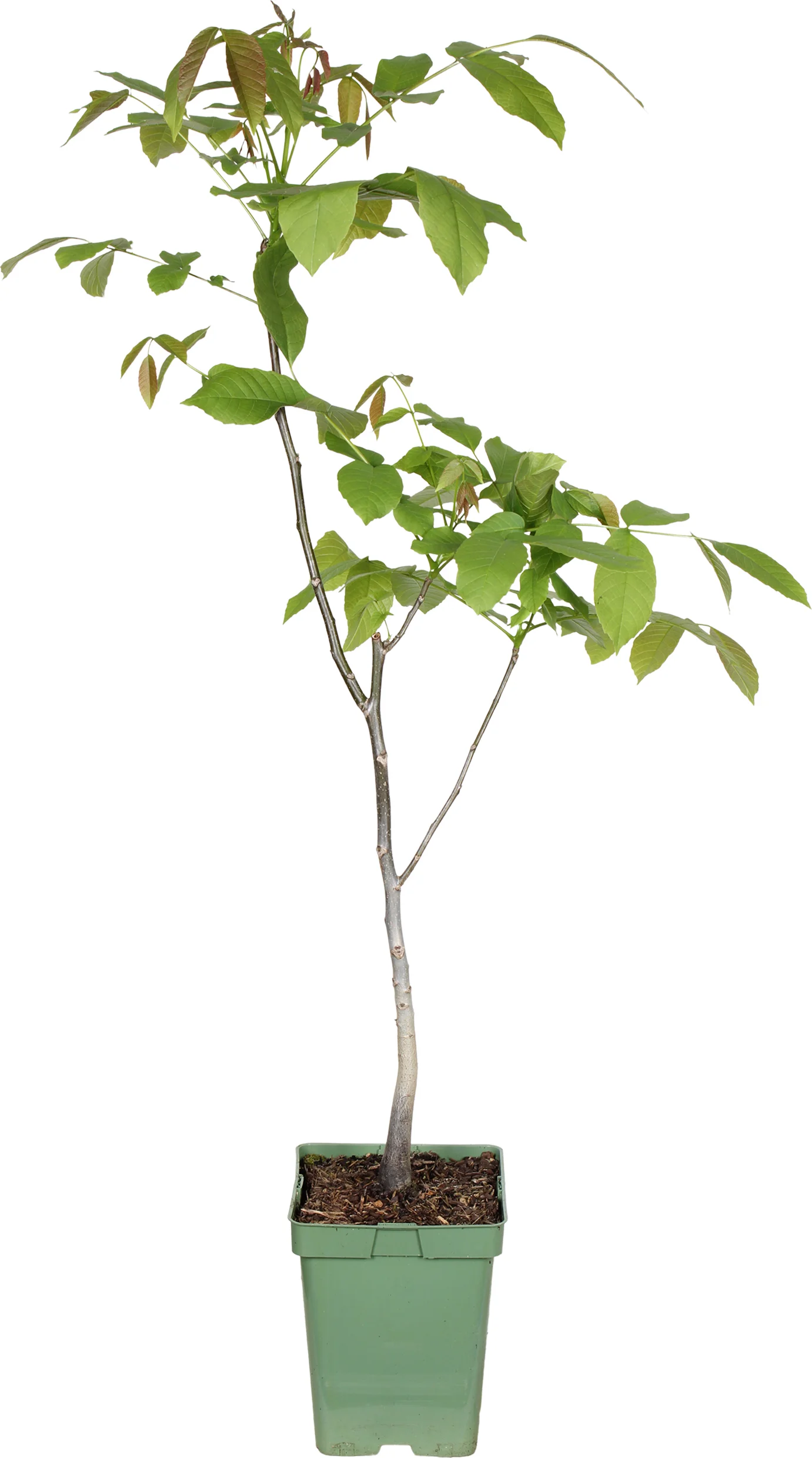 Biologische Walnoot (Juglans regia) D 23 H 100 cm