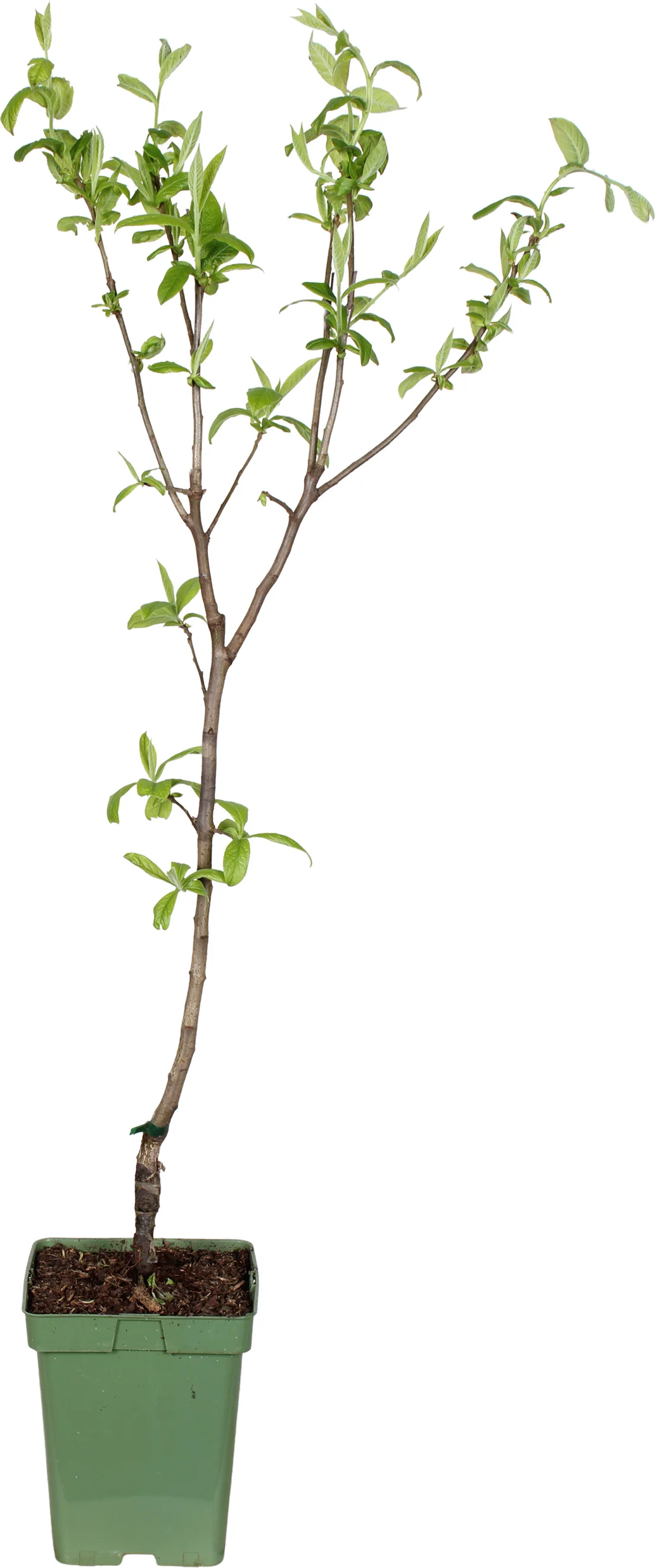 Biologische Mispel (Mespilus g. 'Westerfield') D 23 H 100 cm