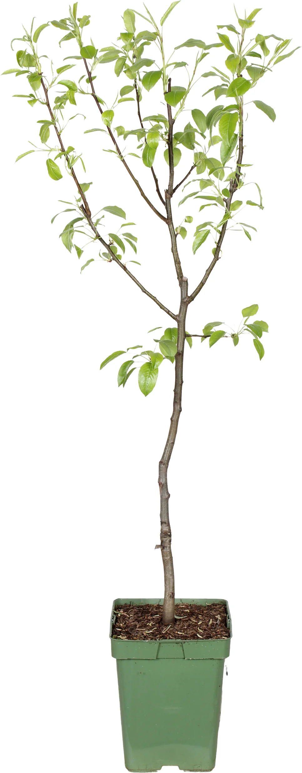 Biologische Peer (Pyrus communis 'Doyenné du Comice' ) D 23 H 100 cm