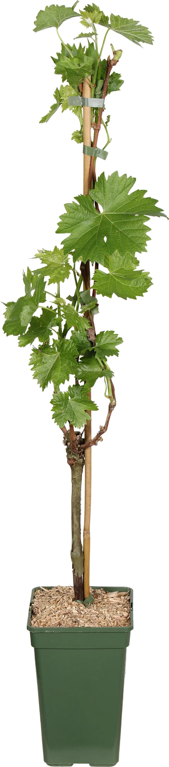Biologische Witte druif (Vitis vin. 'Bianca') D 19 H 50 cm