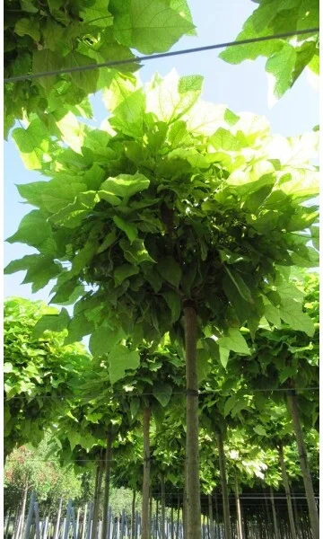 Bolcatalpa (Catalpa bignonioides 'Nana') H 200 cm