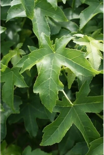 Amberboom (Liquidambar 'Gum Ball') H 240 cm