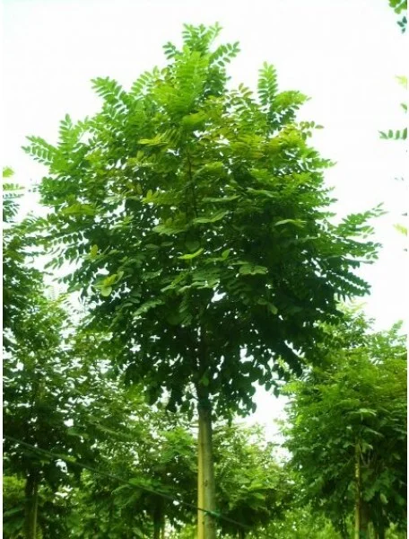 Bolacacia (Robinia pseudoacacia 'Umbraculifera') H 150 cm