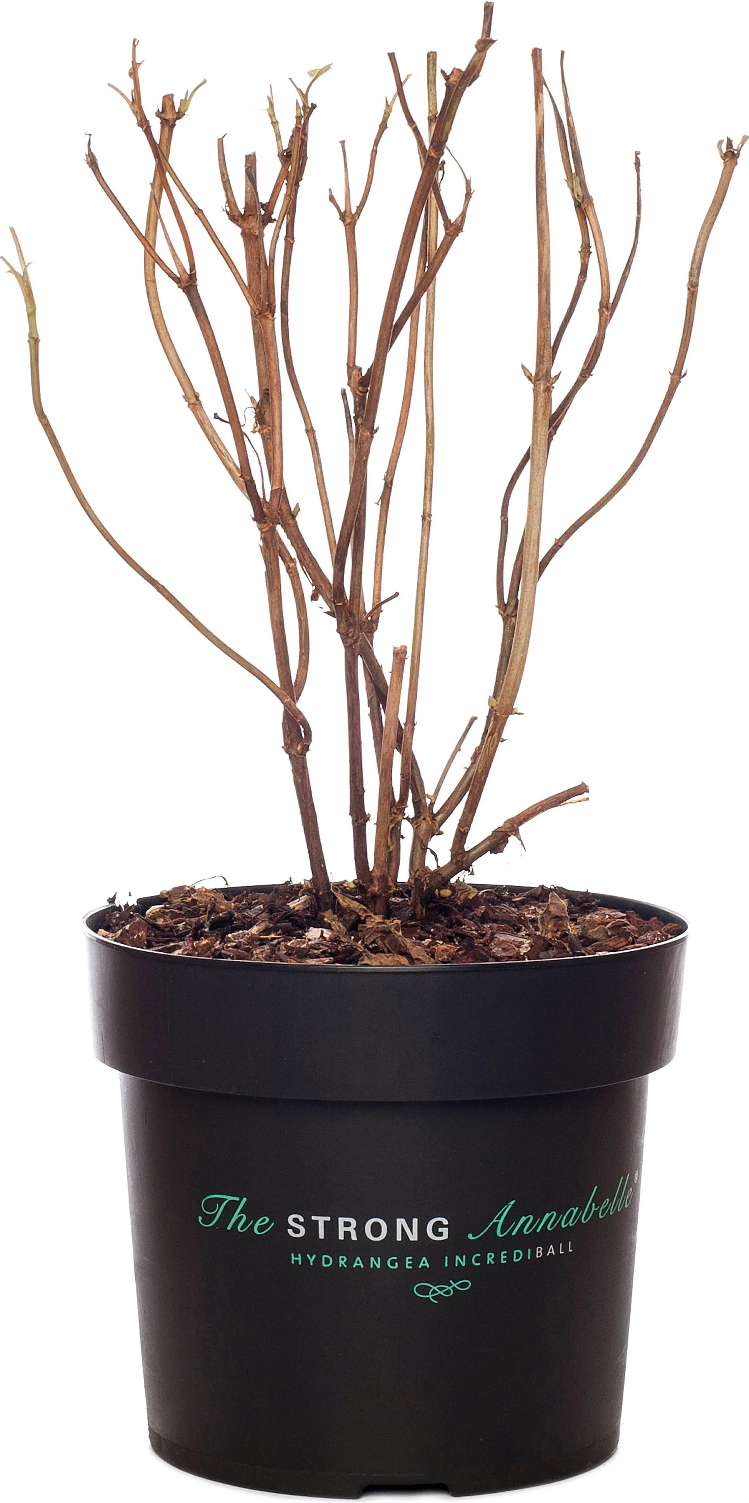 Bolhortensia (Hydrangea arborescens 'Strong Annabelle') D 19 cm