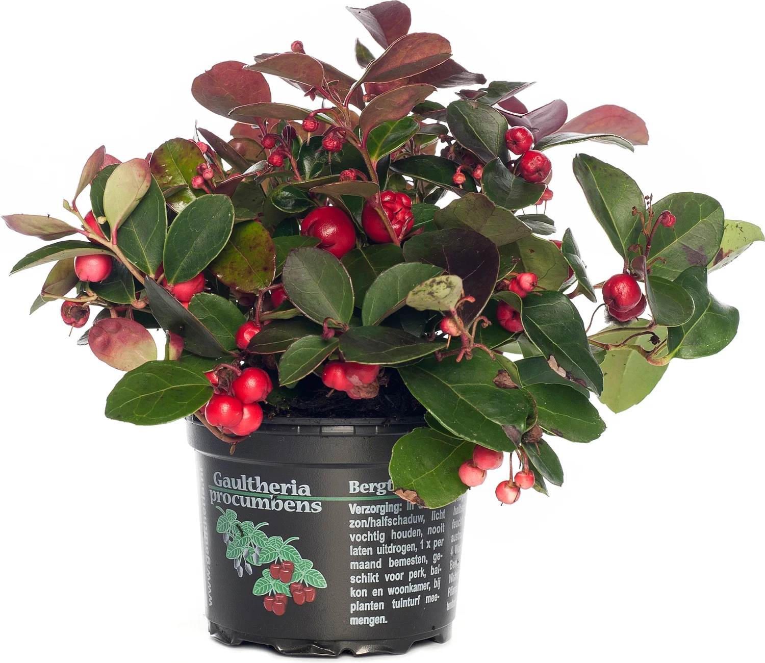 Bergthee (Gaultheria procumbens) D 9 H 10 cm
