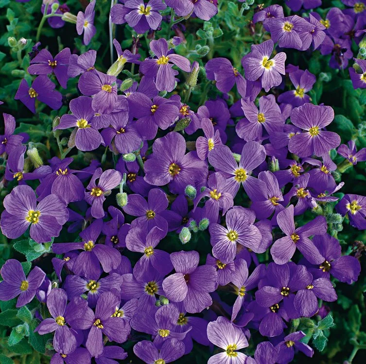 Blauwkussen (Aubrieta 'Cascade Blue') D 9 H 5 cm