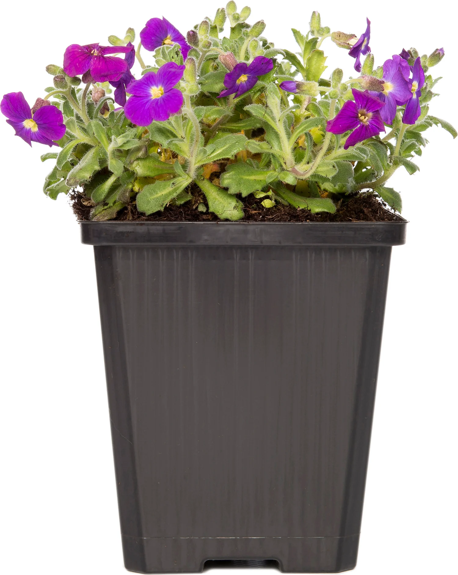 Blauwkussen (Aubrieta 'Cascade Purple') D 9 H 5 cm