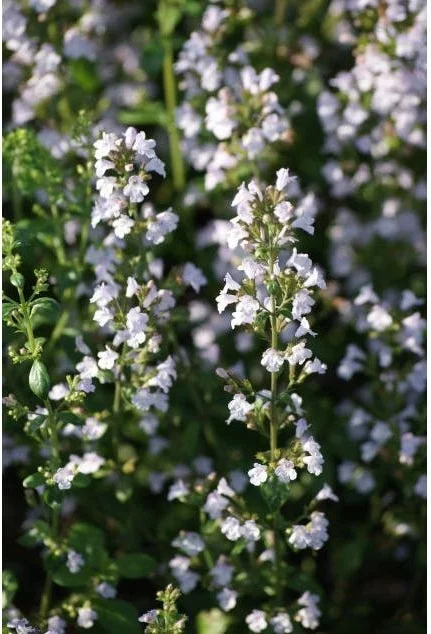 Bergsteentijm (Calamintha nepeta 'Nepeta') D 9 H 10 cm