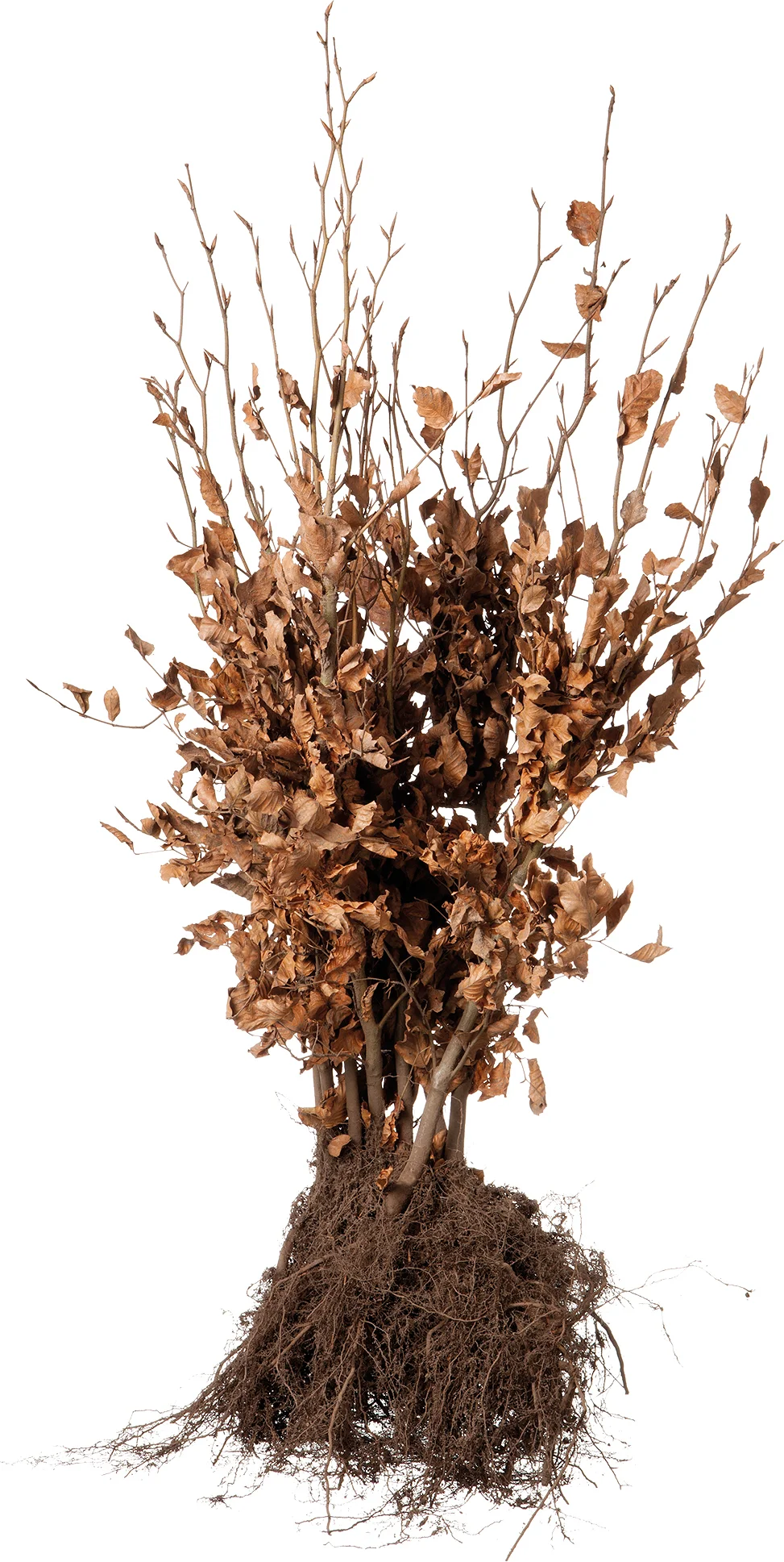 Beukenhaag met kale wortel (Fagus sylvatica) H 175-200 cm