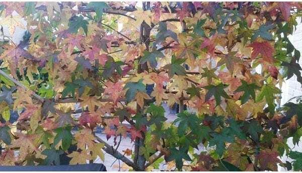 Amberboom leiboom (Liquidambar styraciflua) H 280 cm