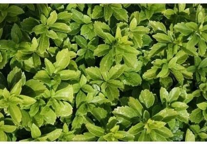Dikkemanskruid (Pachysandra terminalis) D 9 H 10 cm