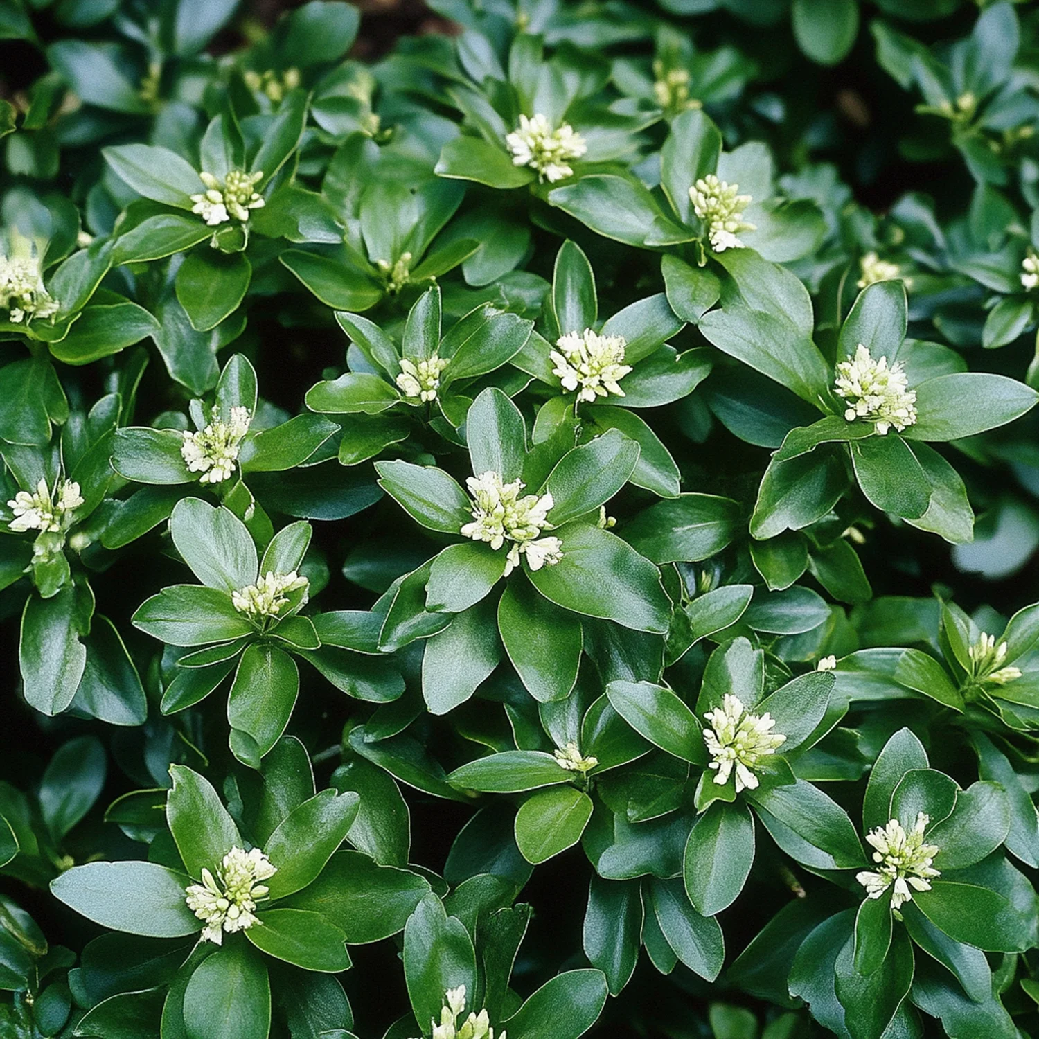 Dikkemanskruid (Pachysandra terminalis 'Green Carpet') D 9 H 10 cm