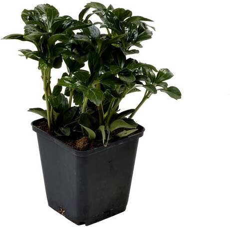 Dikkemanskruid (Pachysandra terminalis 'Green Sheen') D 9 H 10 cm