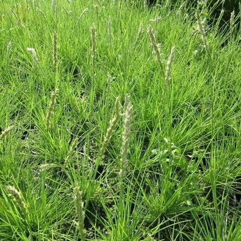Blauwgras (Sesleria autumnalis) D 9 H 10 cm