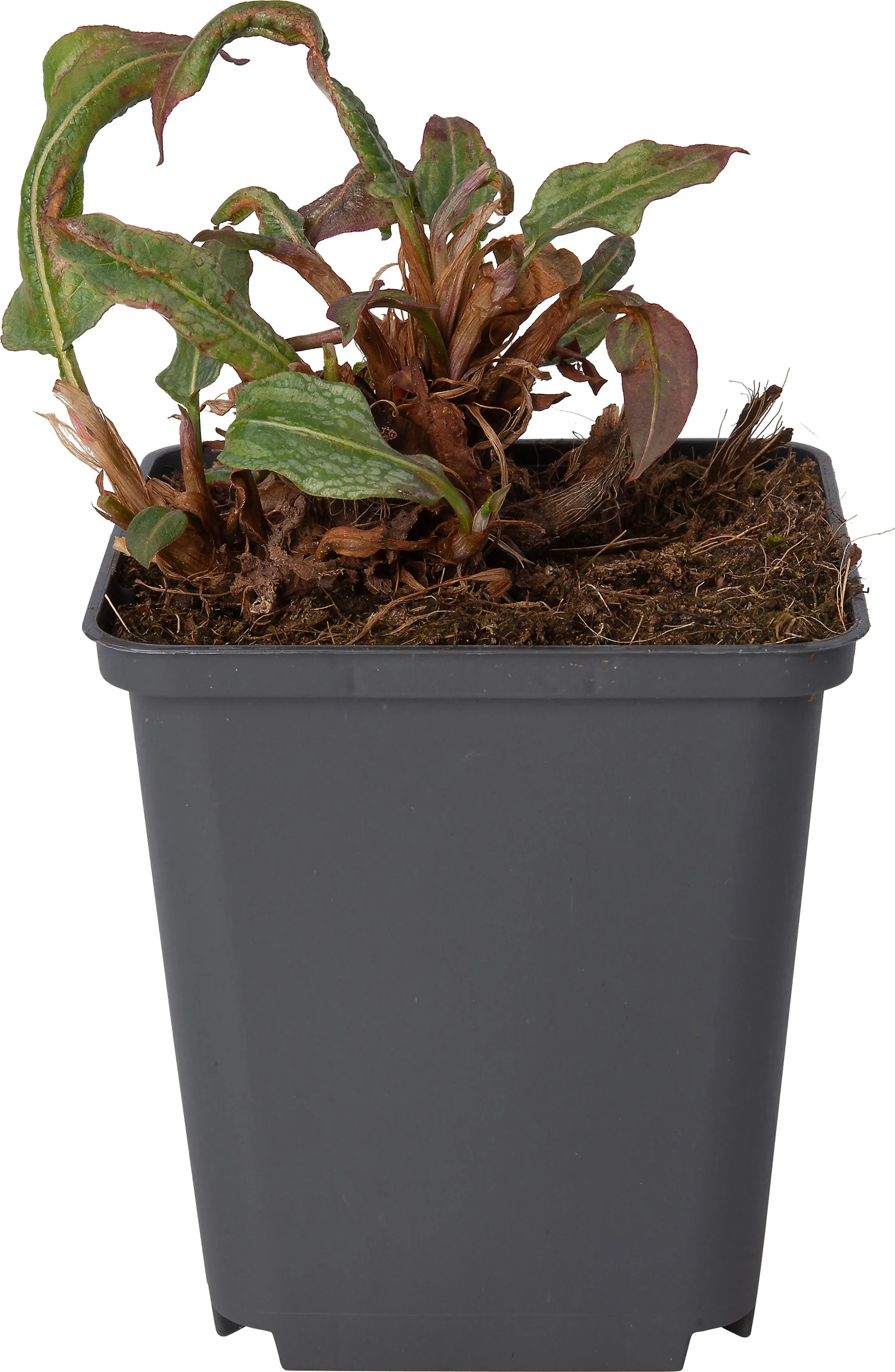 Adderwortel (Persicaria bistorta 'Superba') D 9 H 10 cm