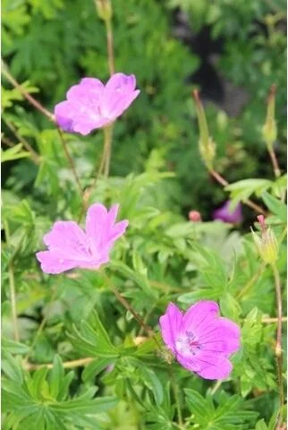 Bloed-ooievaarsbek (Geranium sanguineum) D 9 H 10 cm