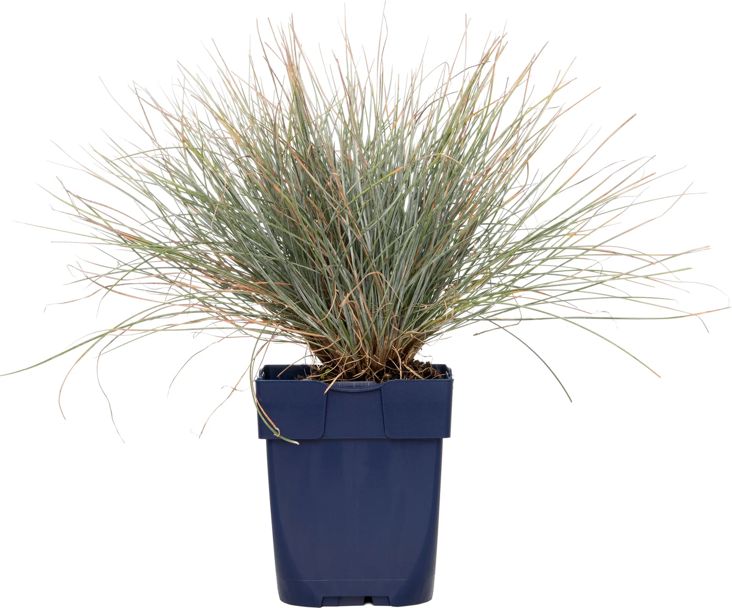 Blauw schapengras (Festuca glauca) D 9 H 10 cm