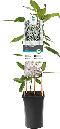 Bosrank (Clematis armandii 'Apple Blossom') H 80-100 cm